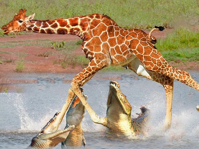 Крокодилы напали на жирафа